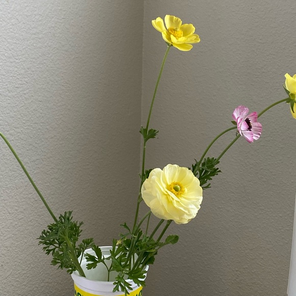 Meet your Posher, Celeste - Picture 4 of 12